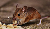 24 Hour & Emergency Exterminators in Toonerville, KY